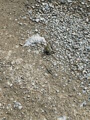 Protographium epidaus