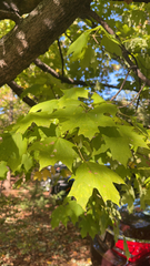 Acer floridanum