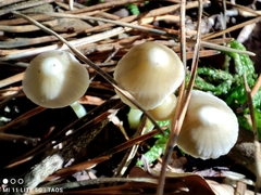 Mycena epipterygia