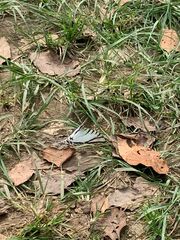 Protographium epidaus