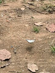 Protographium epidaus