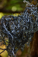 Hypogymnia duplicata