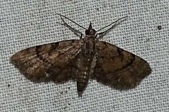 Eupithecia