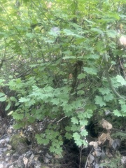 Acer circinatum