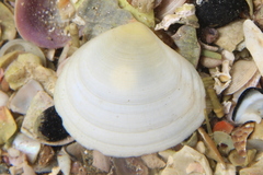 Pseudarcopagia disculus