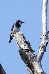 Melanerpes formicivorus