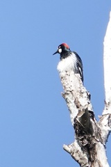 Melanerpes formicivorus