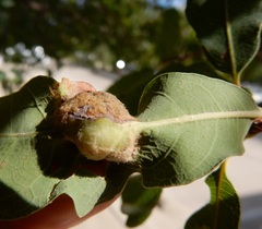 Neuroterus quercicola