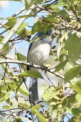 Aphelocoma californica