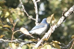 Aphelocoma californica