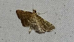 Anageshna primordialis