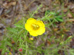 Aureolaria pectinata