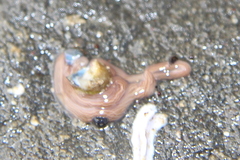Baseodiscus delineatus