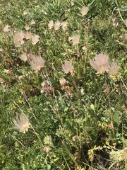 Geum triflorum