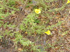 Aureolaria pectinata