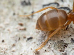Lasius pallitarsis