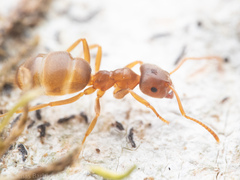 Lasius pallitarsis