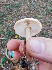 Rhodocollybia asema