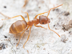 Lasius pallitarsis