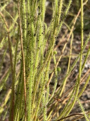 Drosera tracyi