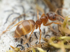 Lasius pallitarsis