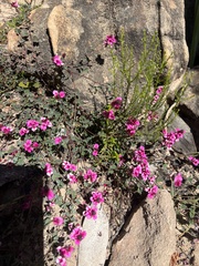 Indigofera vanzijlii