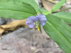 Commelina erecta