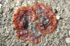 Watersipora subatra