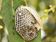 Protopolybia exigua