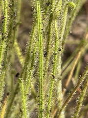 Drosera tracyi