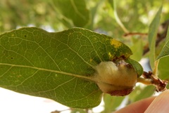 Neuroterus quercicola