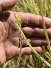 Drosera tracyi