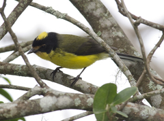 Myioborus flavivertex