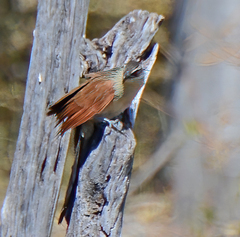Centropus superciliosus