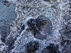 Umbilicaria polyphylla