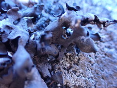 Umbilicaria polyphylla