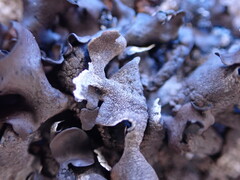 Umbilicaria polyphylla