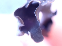 Umbilicaria polyphylla