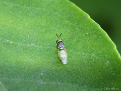 Stratiomyini