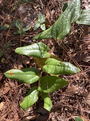 Smilax pumila