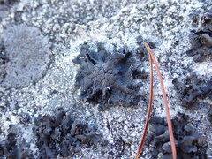 Umbilicaria torrefacta