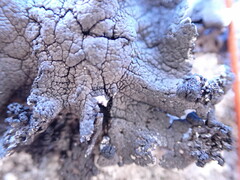 Umbilicaria torrefacta
