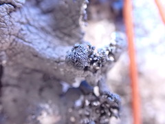 Umbilicaria torrefacta