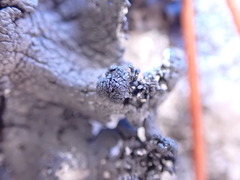 Umbilicaria torrefacta