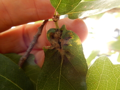 Neuroterus quercicola