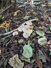 Lactarius pyrogalus