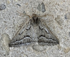 Tetracis formosa