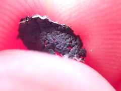 Umbilicaria torrefacta