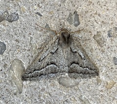 Tetracis formosa