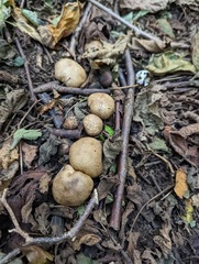 Scleroderma